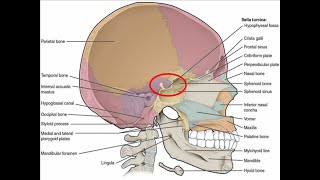 DISCUSS THE ANATOMY OF SELLA TURCICA [upl. by Assinna654]