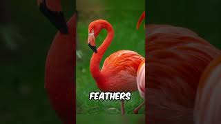 Why Are Flamingos Pink 10 Fascinating Flamingo Facts FlamingoFacts AnimalFacts [upl. by Wehttam303]