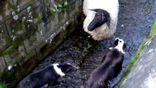 working sheepdog Border Collie in Japan 20099004 [upl. by Tibbetts433]