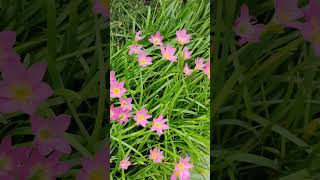 Zephyranthes Rosea Lindl enjoybeautifulnaturewithrurallife flowers beautifulnaturewithrurallife [upl. by Adnarahs749]