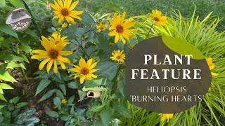 Plant Review Heliopsis Burning Hearts [upl. by Naira156]