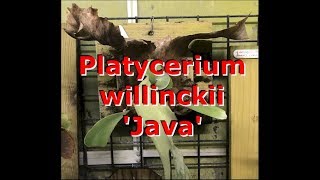 Platycerium willinckii Java Characteristics [upl. by Bryce]