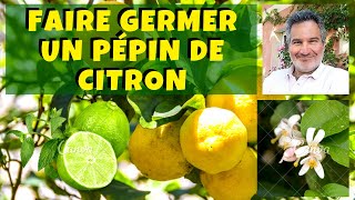 Comment faire pousser un citronnier à partir de pépin [upl. by Renato275]