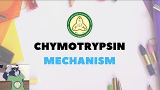 Chymotrypsin Mechanism Explain [upl. by Montagu]