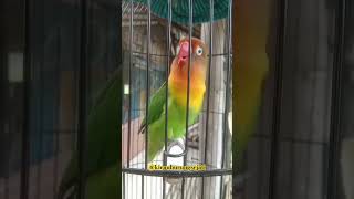 ngekek lovebird durasi panjangpancingan lovebird fighter langsung nyauutt [upl. by Labannah]