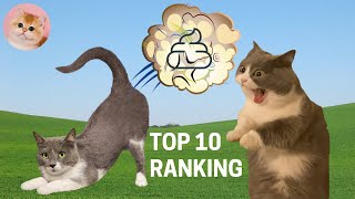 TOP 10 RANKING of Funny Cat Videos Compilation 2 – FART Funny Cats Cute Cats Cute Kittens [upl. by Rushing]