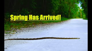 Winter to spring herping in Florida Pinewoods snake Ratsnakes Watersnakes and more [upl. by Clerissa]