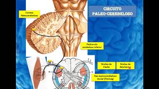 Circuitos cerebelosos y vías extrapiramidales [upl. by Gundry]