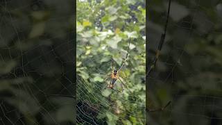 Golden Orb Web Spider🕷️wildlife nature shorts🕸️ [upl. by Yelra]