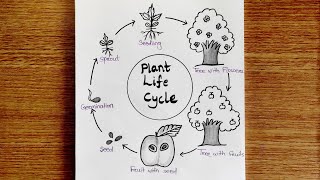 Plant life cycle  Life cycle of plant  Plant life cycle Drawing  How to draw plant life cycle 🌱 [upl. by Ewald]