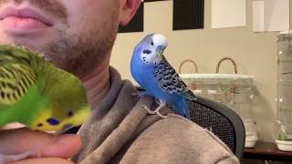 Incredible talking parakeet talks nonstop and drops the beat captioned [upl. by Odnaloy]