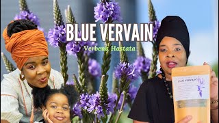 BLUE VERVAIN herb for Stress Anxiety and Sleep Disorders and more  Benefits  Dr Sebi Recommend [upl. by Alra49]