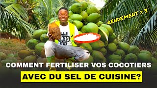 Comment fertiliser vos cocotiers avec du sel de cuisine [upl. by Maller982]