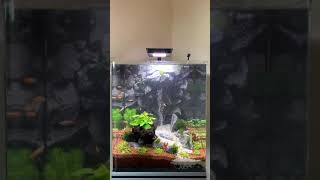 Nano Aquarium 60l mit Wasserfall und Rückwandfilter [upl. by Charlton]