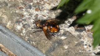 Tachinid Fly Sunbathing [upl. by Erolyat762]