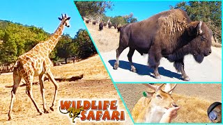 Wildlife Safari Oregon  Drive Through 600 Acre Safari  Animals Roam Free [upl. by Odnalo]