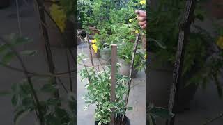 Another simple trellis ideas for climbing plants [upl. by Kalman29]