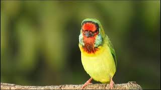 Calling of White Cheeked Barbet [upl. by Demha]