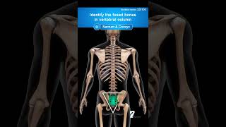 Identify the fused bones in vertebralcolumn [upl. by Englis]