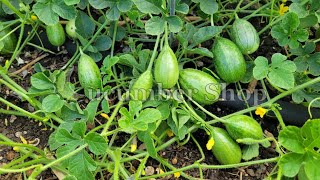 The Zambian Gherkin [upl. by Blackman]