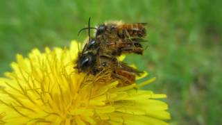 Le rôle des abeilles sauvages par Olivier Lambert ONIRIS [upl. by Yunick]