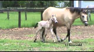 Naturally Gaited Mangalarga Marchador Foal [upl. by Haraf891]