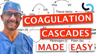 Clotting and Coagulation Cascades Made Easy [upl. by Myke910]