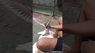 Pigeon scene youtube shot viral shot [upl. by Erdnuaed]