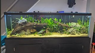 125 Gallon Rainbowfish Tank is Finished [upl. by Martsen]