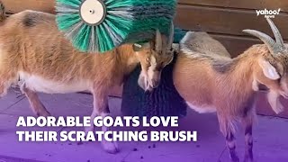 Adorable goats love their scratching brush  Yahoo Australia [upl. by Lais478]