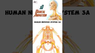 Human Nervous System 3A medical animation 3d short Biology with Aliya [upl. by Fu]