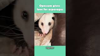 Opossum needs all the love [upl. by Septima]