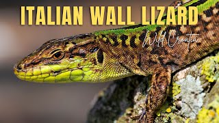 The Italian wall lizard mating Podarcis sicula [upl. by Yentroc]