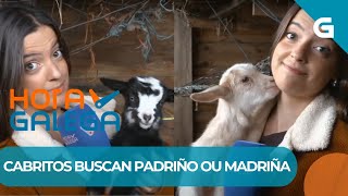 🐐 ESTES CABRITOS DE BAROÑA BUSCAN PADRIÑOS E MADRIÑAS [upl. by Isaacson654]