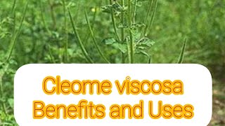 Cleome Viscosa Benefits and Uses [upl. by Geldens]