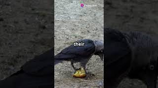 Crows Are Self Aware Like Humans 🧠 birds crow genius [upl. by Roxi]