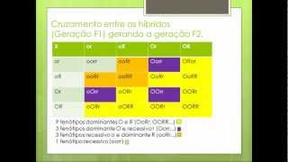 Segunda Lei de Mendel  Proporção 9331 [upl. by Richelle]