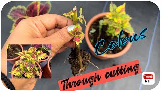 Coleus plant care  How to grow coleus through cutting  Coleus plant video viralvideo yt coleus [upl. by Lancey]