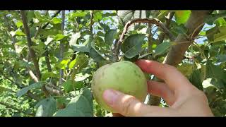 How long does it take for an apple tree to produce fruit apple tree update [upl. by Xanthe209]