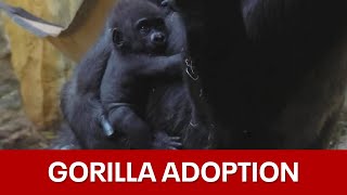 Baby gorilla from Fort Worth doing well in Ohio [upl. by Tressa]