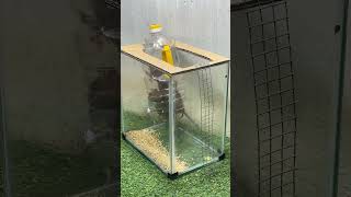 Best mouse trap ideamouse trap tips from plastic bottle [upl. by Ylagam562]