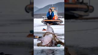 A critically injured dolphin trapped in an old net pleaded with a sailor to save its life seal [upl. by Guido]