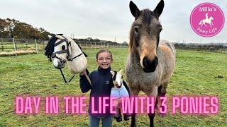 LIFE WITH 3 PONIES  Toy Pony Hobby Horse amp Fanta [upl. by Eelrahs]