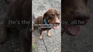 She saved this dog after the hurricane 👏 [upl. by Essinger711]