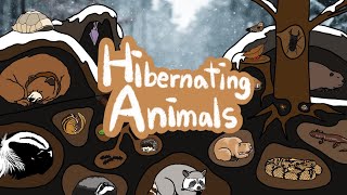 Hibernating Animals  What kind of Animals hibernate during the winter  Kids Draw [upl. by Yung864]