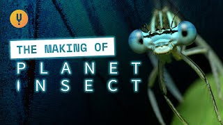 The Making of Planet Insect Filmmaking In A Pandemic [upl. by Mikihisa]