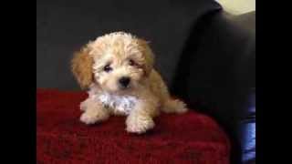 Morya  Toy poodle  Teaching barking [upl. by Bradley484]