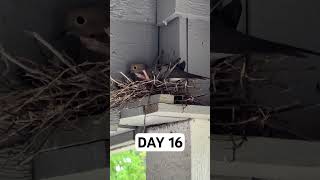 Day 16 The hatchlings are almost here 🐦 Pigeon Nesting progress [upl. by Frasquito736]