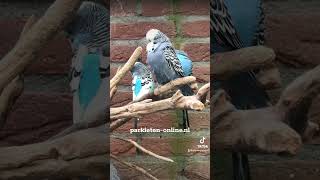 budgerigars budgieshorts birds parakeets birdsounds parkieten lovebirds grasparkiet aviary [upl. by Annmarie]