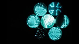 Glowee Illuminating the ‘City of Lights’ with the glow of bacteria  The Edge [upl. by Ahtis]